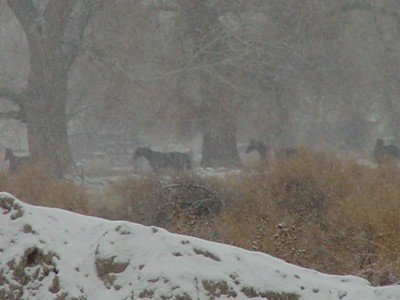 Horses in the Snow